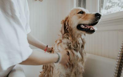 Dog grooming at home (project in French)